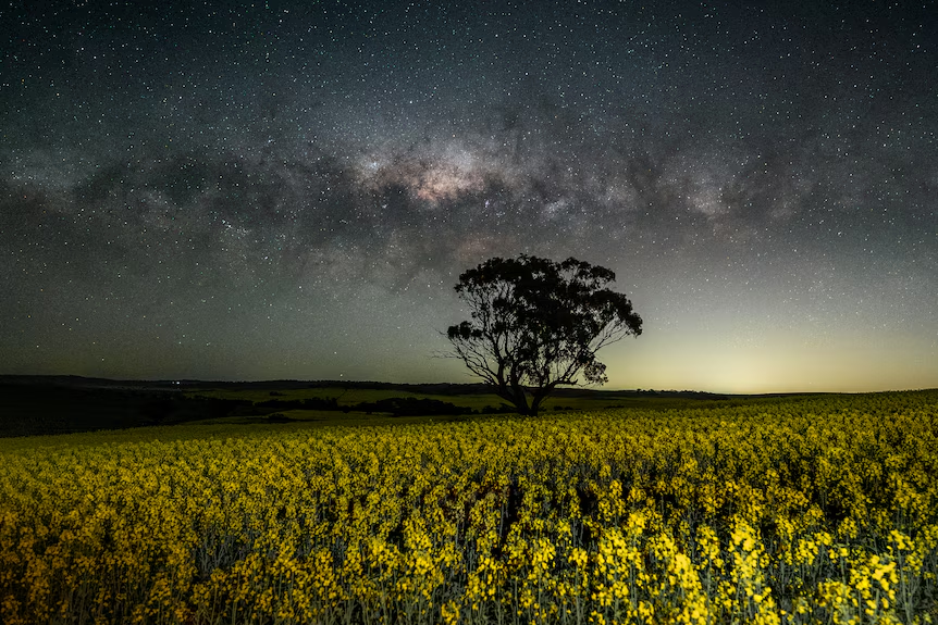 Discover how canola farming in Australia transformed from early struggles with disease and pests to a multi-billion-dollar success story through innovation and herbicide-tolerant varieties.