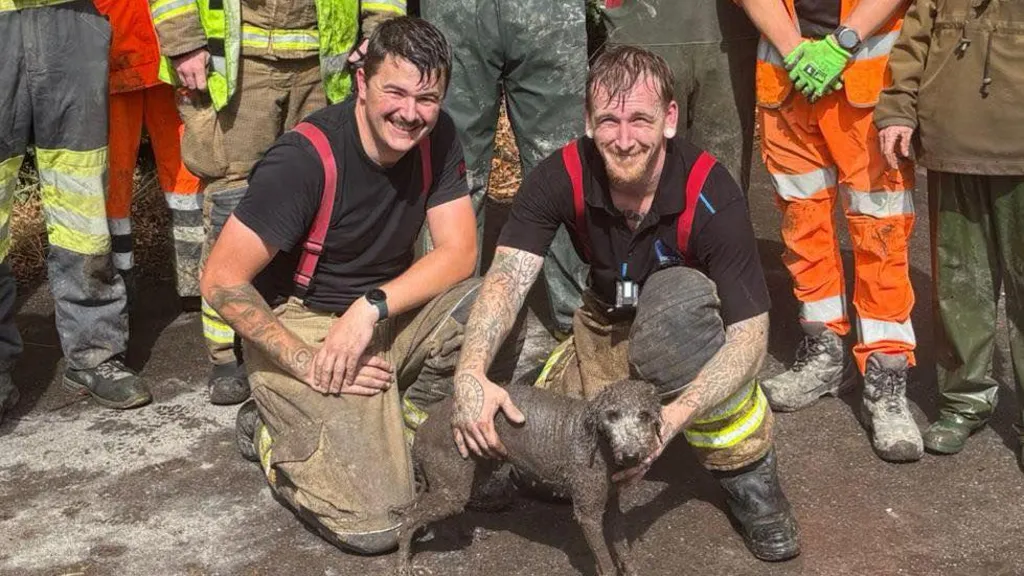 Heroic Dog Rescue in Wiltshire: Firefighters Save Ruby from Drain Pipe 2 A heartwarming dog rescue in Wiltshire saw firefighters, council staff, and locals save Ruby the dog trapped in a drain pipe. Despite heavy rain, the team worked tirelessly to bring her out safely.